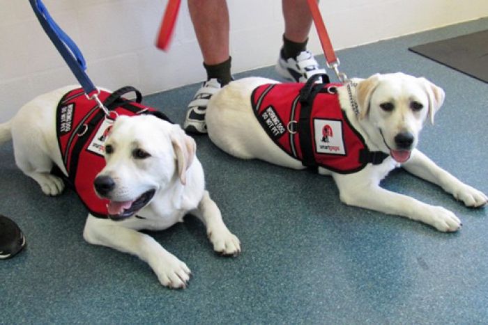 assistance dog australia