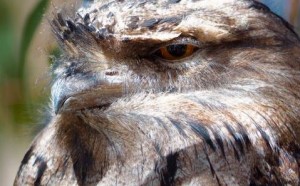 tawny