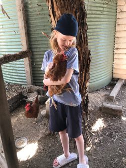 A young boy, Llewy, is in a chicken coop holding a chicken. He's smiling at the chicken and looking happy.